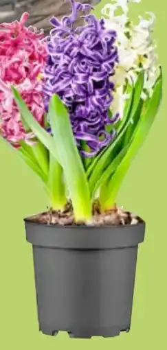 Thomas Philipps Blumenzwiebeln Mix Angebot