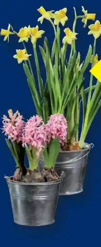 Lidl Blumenzwiebeln Angebot