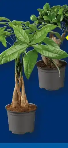 Lidl Ficus Ginseng Angebot
