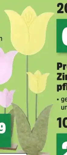 Thomas Philipps Deko-Tulpen Angebot