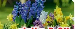 B1 Discount Baumarkt Frühlingsblüher-Mix Angebot