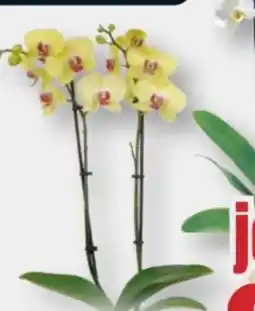 B1 Discount Baumarkt Orchideen Phalaenopsis Angebot