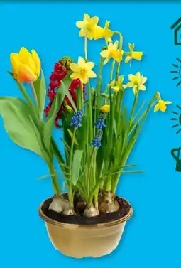 Aldi Süd Gardenline Frühlingszauber Schale Angebot