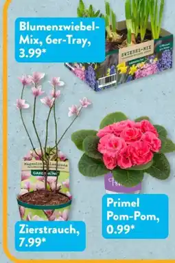 Aldi Süd Gardenline Frühlingspflanze Angebot