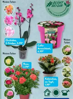 Aldi Süd Gardenline Anzucht Starter-Set Angebot