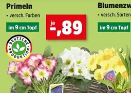 Thomas Philipps Primeln Angebot