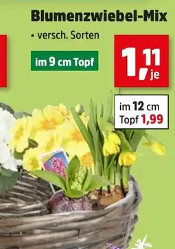 Thomas Philipps Blumenzwiebel-Mix Angebot