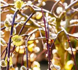 BayWa Hängekätzchenweide Angebot