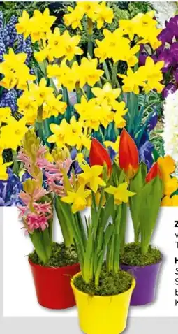 BayWa Zwiebelpflanzen-Mix Angebot