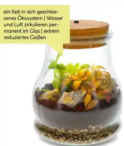 BayWa bepflanztes Glas Angebot