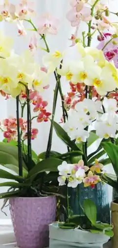 BayWa Schmetterlingsorchideen Angebot