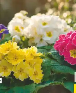 Netto Marken-Discount Primeln Angebot