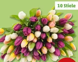 PENNY Tulpen Hot-Fresh Angebot