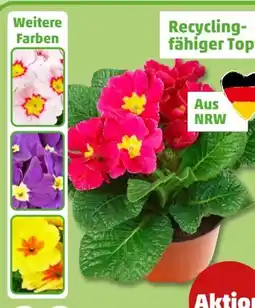 PENNY Primeln Angebot