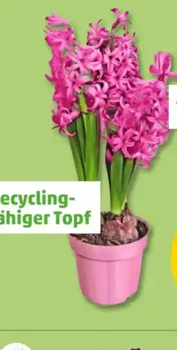 PENNY Hyazinthe Angebot