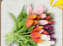 nahkauf Tulpen Angebot