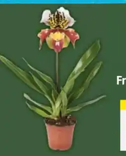 E-Center Frauenschuh Orchidee Angebot