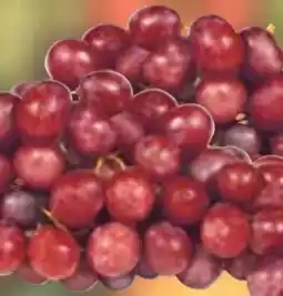 E-Center Gut & Günstig Tafeltrauben Angebot