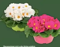 E-Center Primelschale Angebot