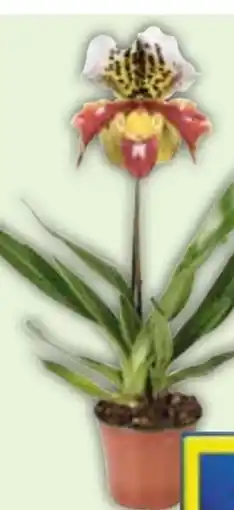 Edeka Frauenschuh Orchidee Angebot