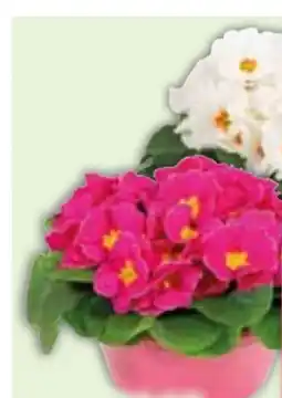 Edeka Primelschale Angebot