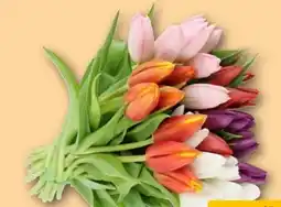REWE Center Tulpen Angebot