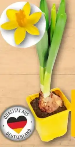 REWE Center Narzisse Tete-aTete Angebot