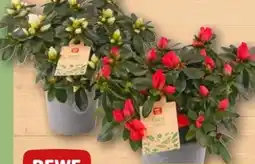 REWE Center Rewe Beste Wahl Azalee Angebot