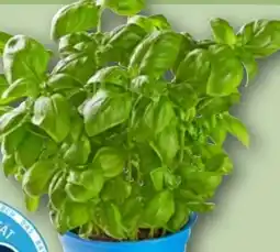 REWE Rewe Bio Basilikum Angebot