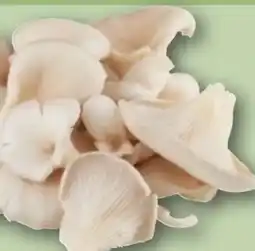 REWE Rewe Bio Austernpilze Angebot