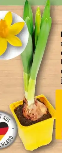 REWE Narzissen Tête à Tête Angebot