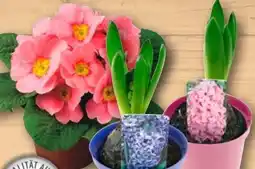 REWE Primeln Angebot