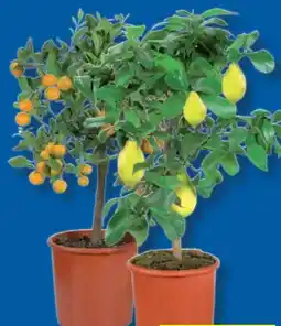 Lidl Zitruspflanzen-Stamm Angebot