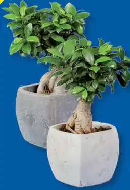 Lidl Premium Grünpflanze Angebot