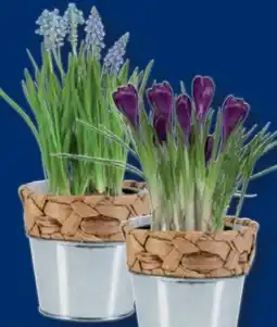 Lidl Blumenzwiebeln Angebot