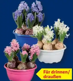 Lidl Hyazinthen Angebot