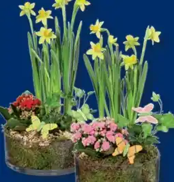 Lidl Bepflanzte Glasschale Angebot