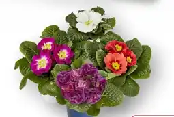 Edeka Primel Queen Angebot