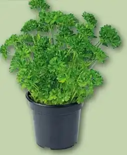 REWE Center Rewe Beste Wahl Petersilie Angebot