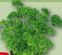 REWE Rewe Beste Wahl Petersilie Angebot