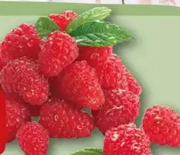 REWE Rewe Beste Wahl Frische Himbeeren Angebot