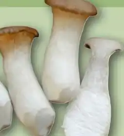 REWE Rewe Bio Kräuterseitlinge Angebot