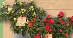 REWE Rewe Beste Wahl Azalee Angebot