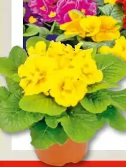 Hellweg Primeln Angebot