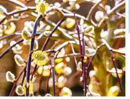 Hellweg Plantiflor Hängekätzchenweide Angebot