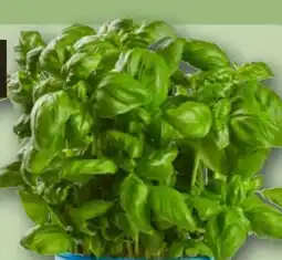 REWE Rewe Bio Basilikum XL Topf Angebot