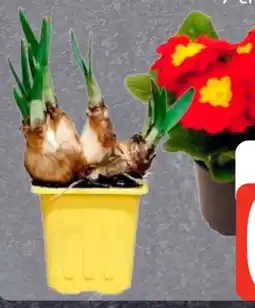 Edeka Blumenzwiebeln Angebot