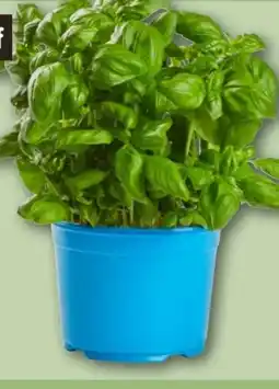 REWE Center Rewe Bio Basilikum XL Topf Angebot