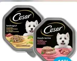 Budni Cesar Hundenahrung Angebot
