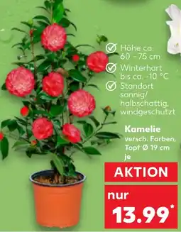 Kaufland Kamelie Angebot